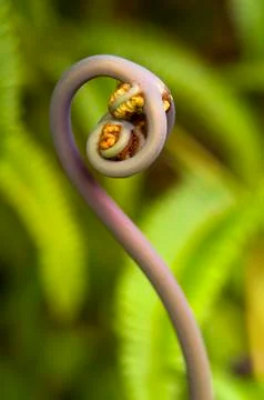 New Hapu'u Fern Stock Photos