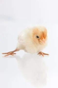 New hatch chicken standing on glass Stock Photos
