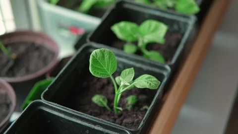 New hydrangeas growing in pots at home. Propagating Bigleaf cutting Stock Footage 240756266