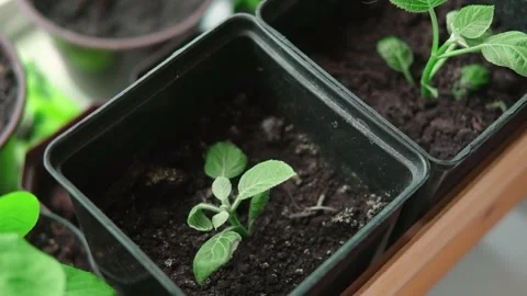 New hydrangeas growing in pots at home. Propagating Bigleaf cutting Stock Footage 240756294
