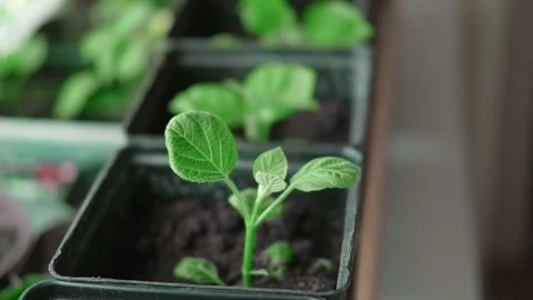 New hydrangeas growing in pots at home. Propagating Bigleaf cutting Stock Footage 240756296