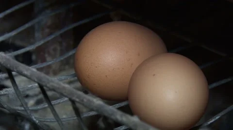 New-laid eggs in tray Stock Footage 48806751