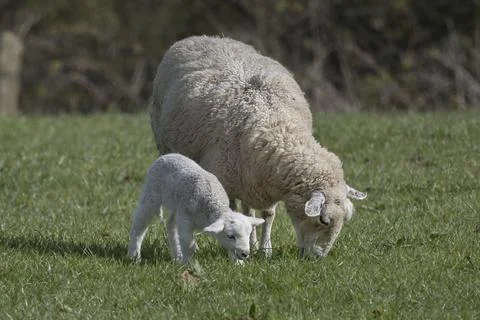 New Lamb Stock Photos