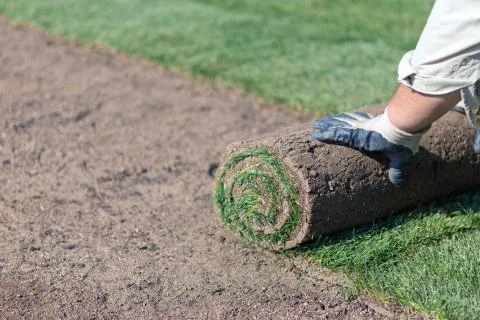 New lawn 스톡 사진