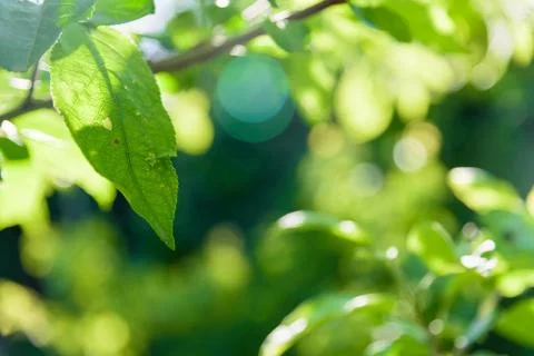 New leaf and sun ray green bokeh background Stock Photos