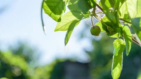New leaf and sun ray green apple bokeh background Stock Photos