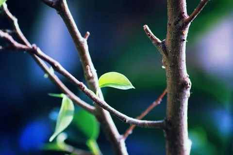 New leaf on a branch Stock Photos