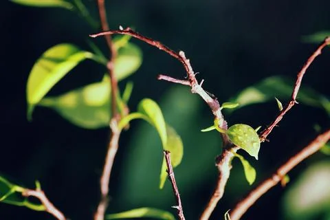 New leaf on a branch Stock Photos