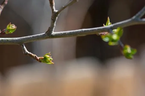 New Leaf Buds On Tree Stock-Fotos