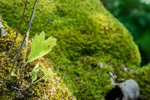 New leaf emerges from tree trunk closeup Stock Photos