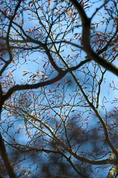 New leaf growth on a tree Stockfoto's