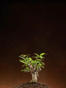 New leaf Stock Photos