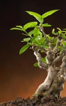 New leaf Stock Photos