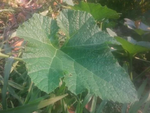 New leaf 스톡 사진