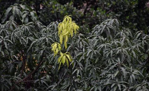 New leaf Stockfoto's