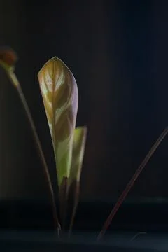 New leaf Stock Photos