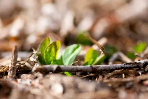 New Leaf Sprout Stock Photos
