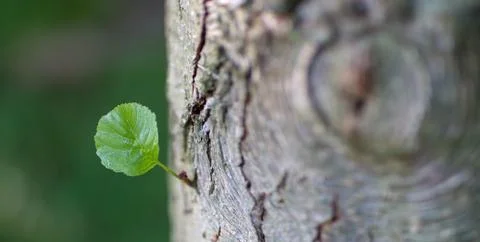 New leaf on a tree Stock Photos