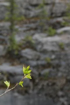 New leafs Stock Photos
