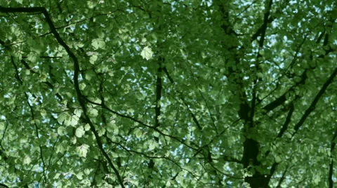New leaves in the breeze Stock Footage 3476477