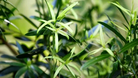 New Leaves In The Breeze Stock Footage 74644055