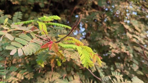New Leaves Emerging on Tamarind Tree Branch 스톡 동영상 319989807