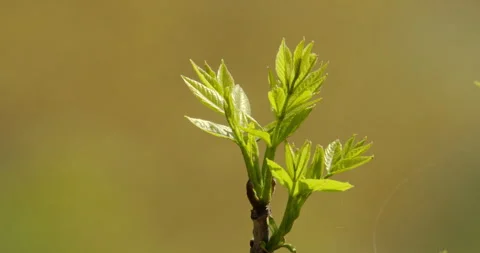 New leaves growing on a tree Stock Footage 253115853