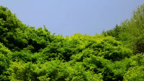 New Leaves of Maple Swaying in the Wind Vídeos de archivo 330301284