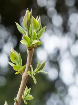 New leaves Stock Photos