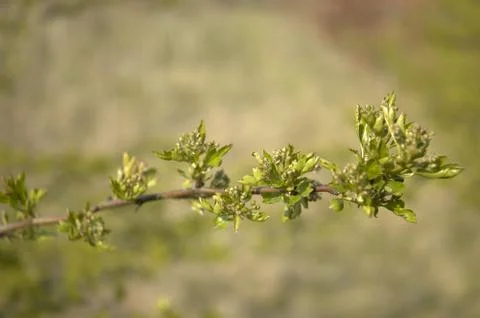 New leaves Stock Photos