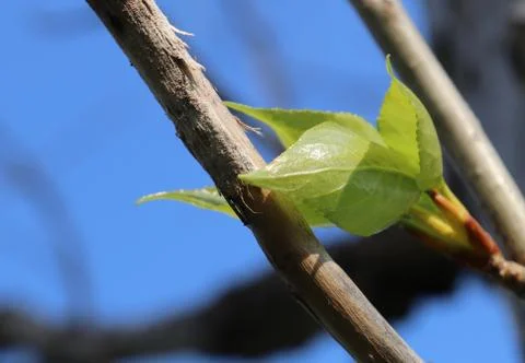New Leaves Stock Photos