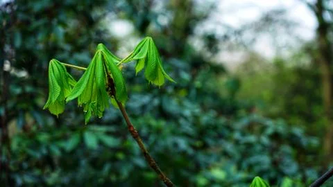 New leaves. 写真素材