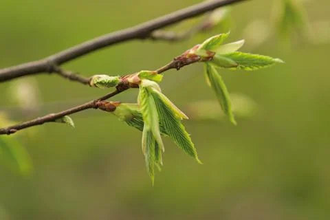 New leaves in the spring Stock Photos