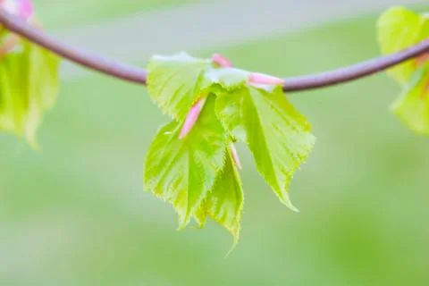 New leaves in spring Stock Photos