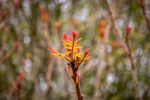 New leaves in springtime, with selective focus Stock Photos