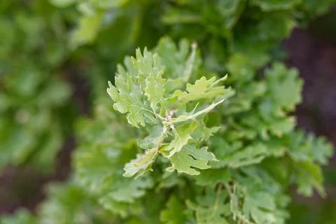 New leaves on the tree Stock Photos