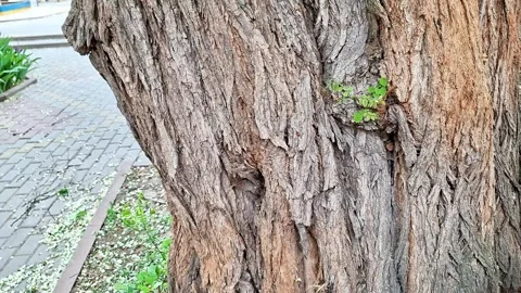 New Life on Ancient Bark: Sprouts Growing From a Tree Trunk Stock Footage 336942213