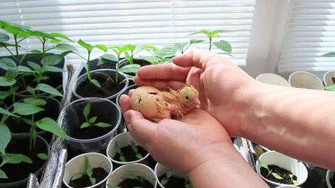 New life. The birth of a chicken from an egg on the palms Stock Footage 153050619
