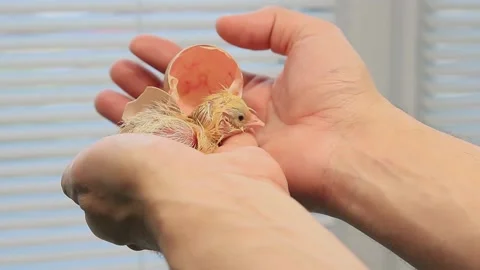 New life. The birth of a chicken from an egg on the palms Stock Footage 153050625