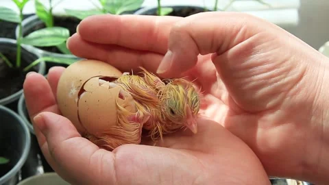 New life. The birth of a chicken from an egg on the palms Stock Footage 153050626