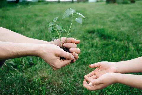 New life, concern for the future, spring and ecology concept. Father's hands are Stock Photos