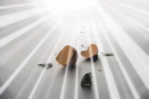 New life egg Stock Photos