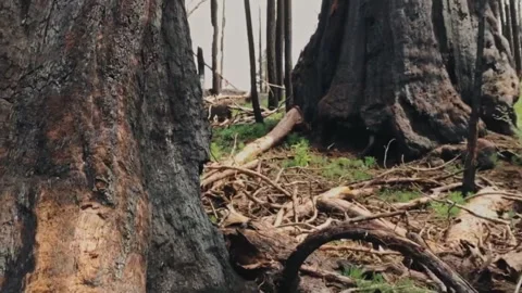 New life emerging in a burnt sequoia forest after a wildfire Видео 332963650