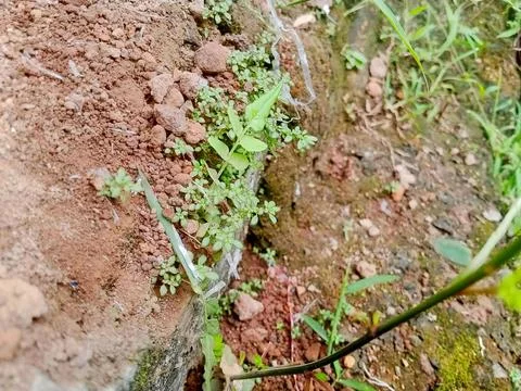 New Life Emerging from the Earth - Tiny Plants Fotos de archivo