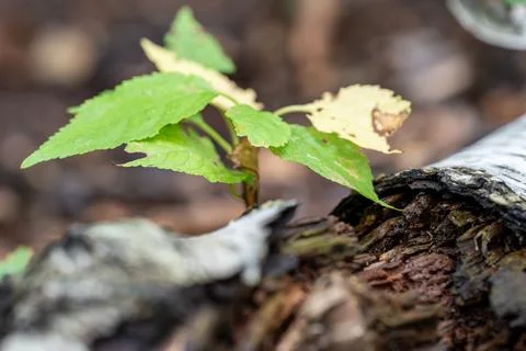 New Life From Fallen Tree Stock Photos