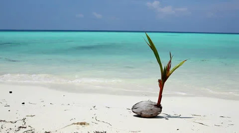 New life! Stock Footage 26705934