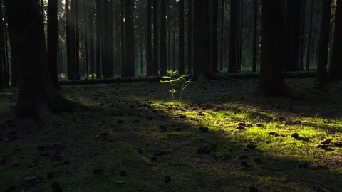 New Life Growing Up Stock Footage