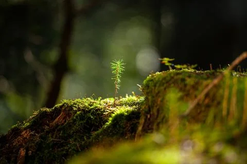 New life grows Stock Photos