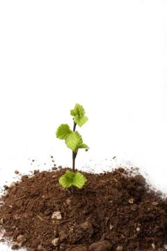 New life Foto stock
