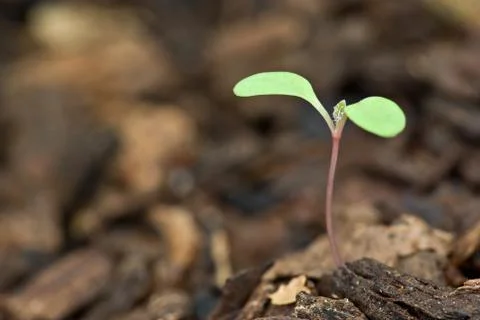 New life Stock Photos